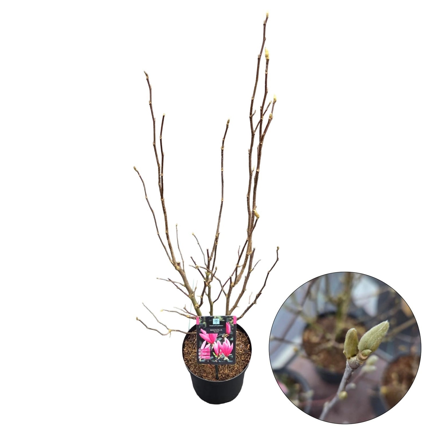 Magnolia &