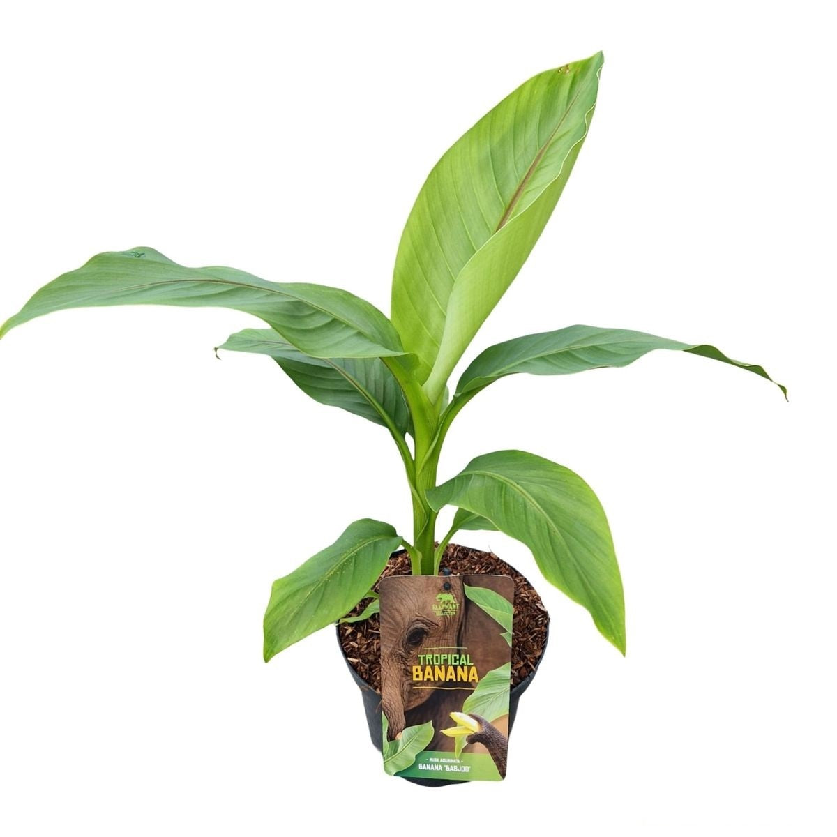 Musa basjoo C2 (2 liters kruka / 17 cm kruka)