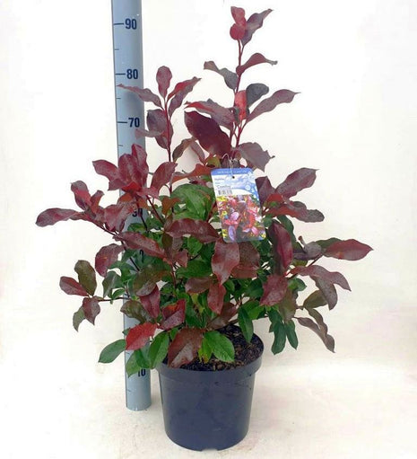 Photinia fraseri 'Camilvy'