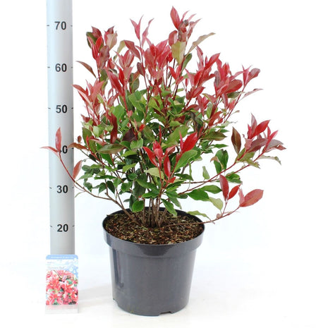 Photinia fras. 'Dynamo Red'®