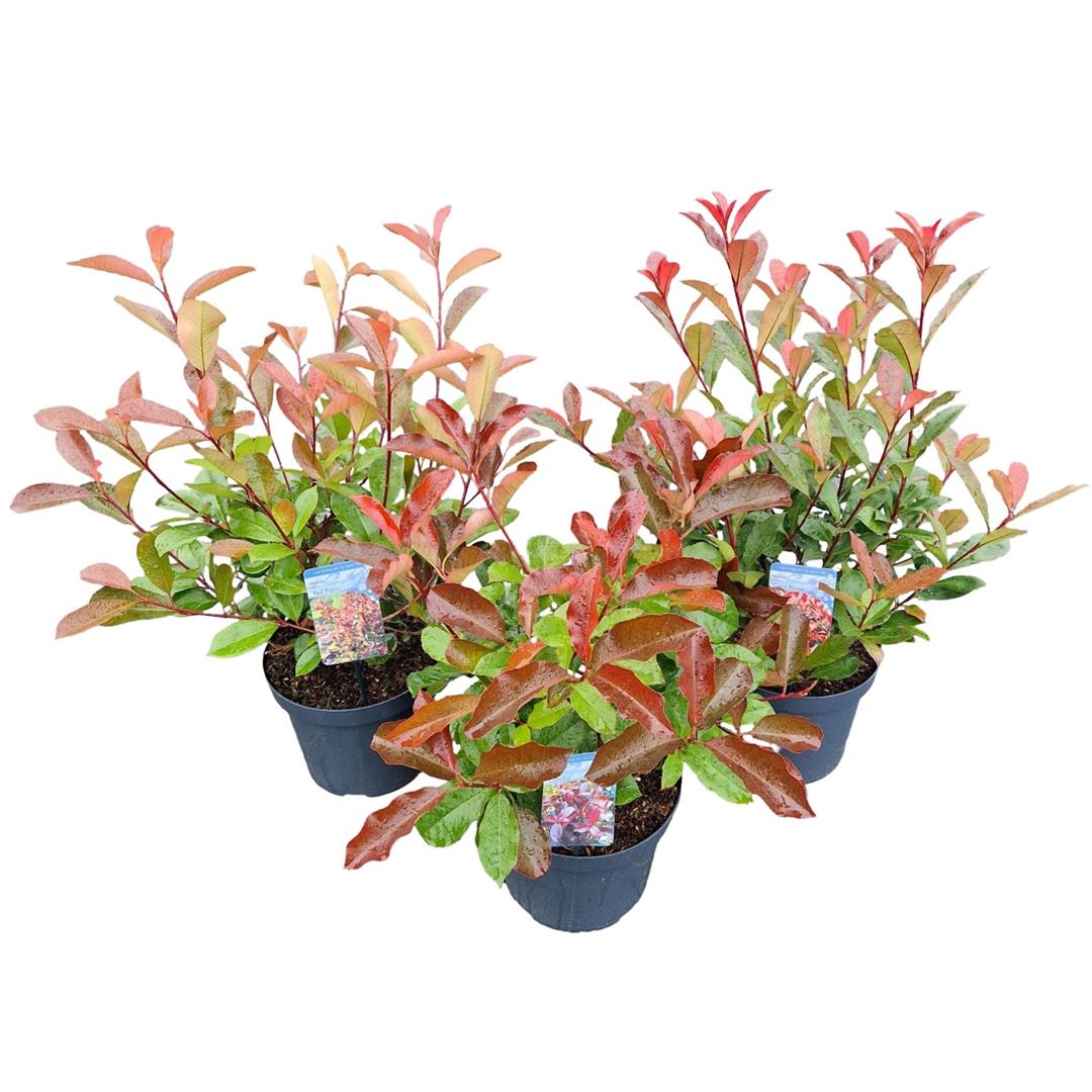 Glansmispel fraseri in cultivars - C7,5/P26 50-60 CM