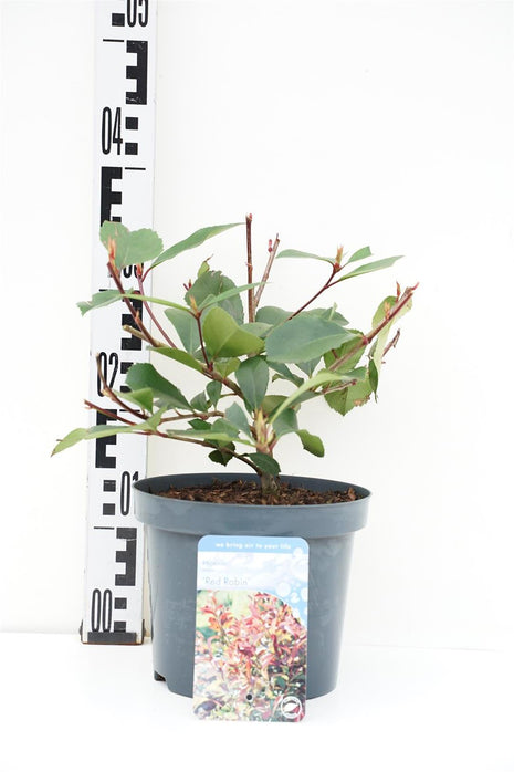 Photinia fraseri 'Red Robin'