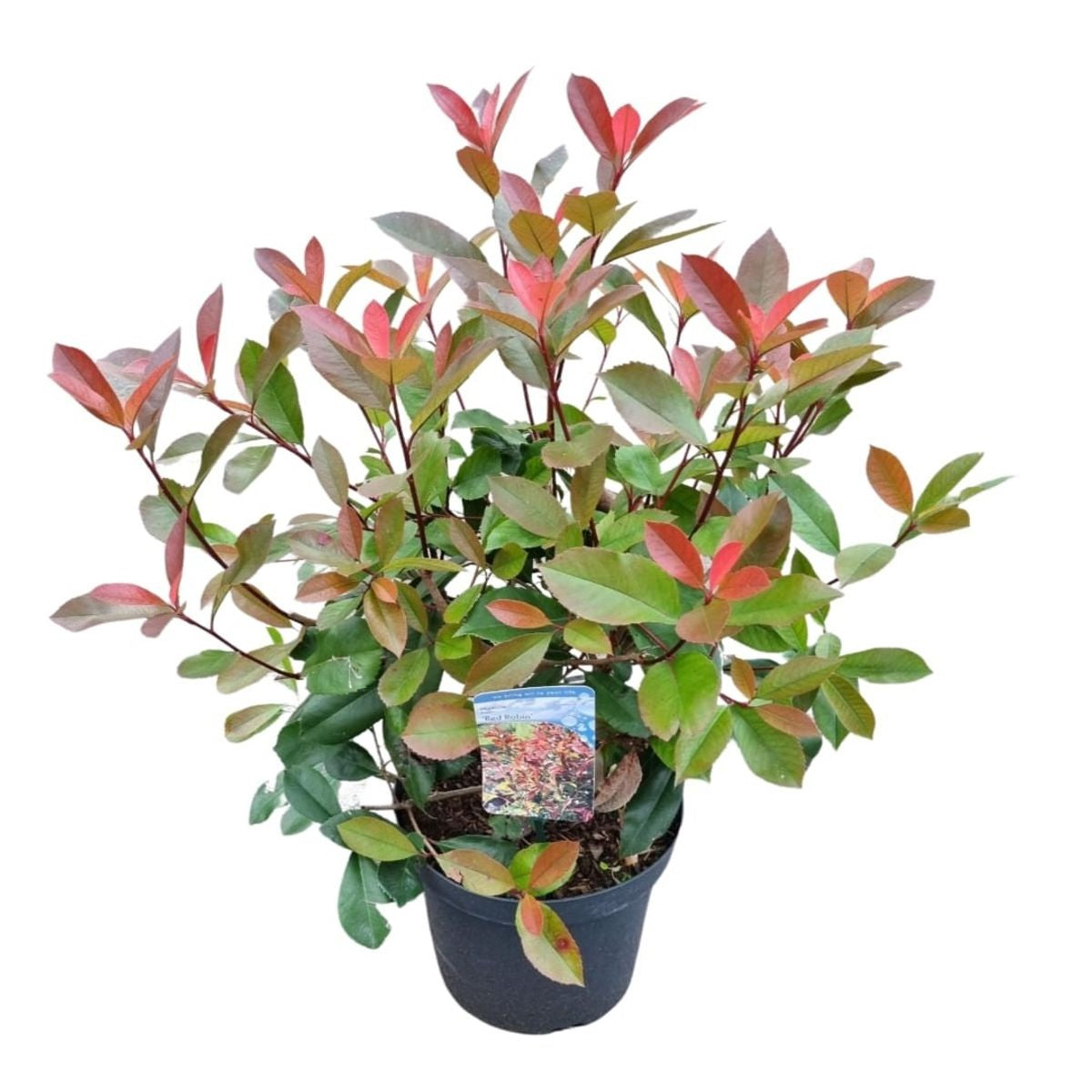 Glansmispel fraseri &
