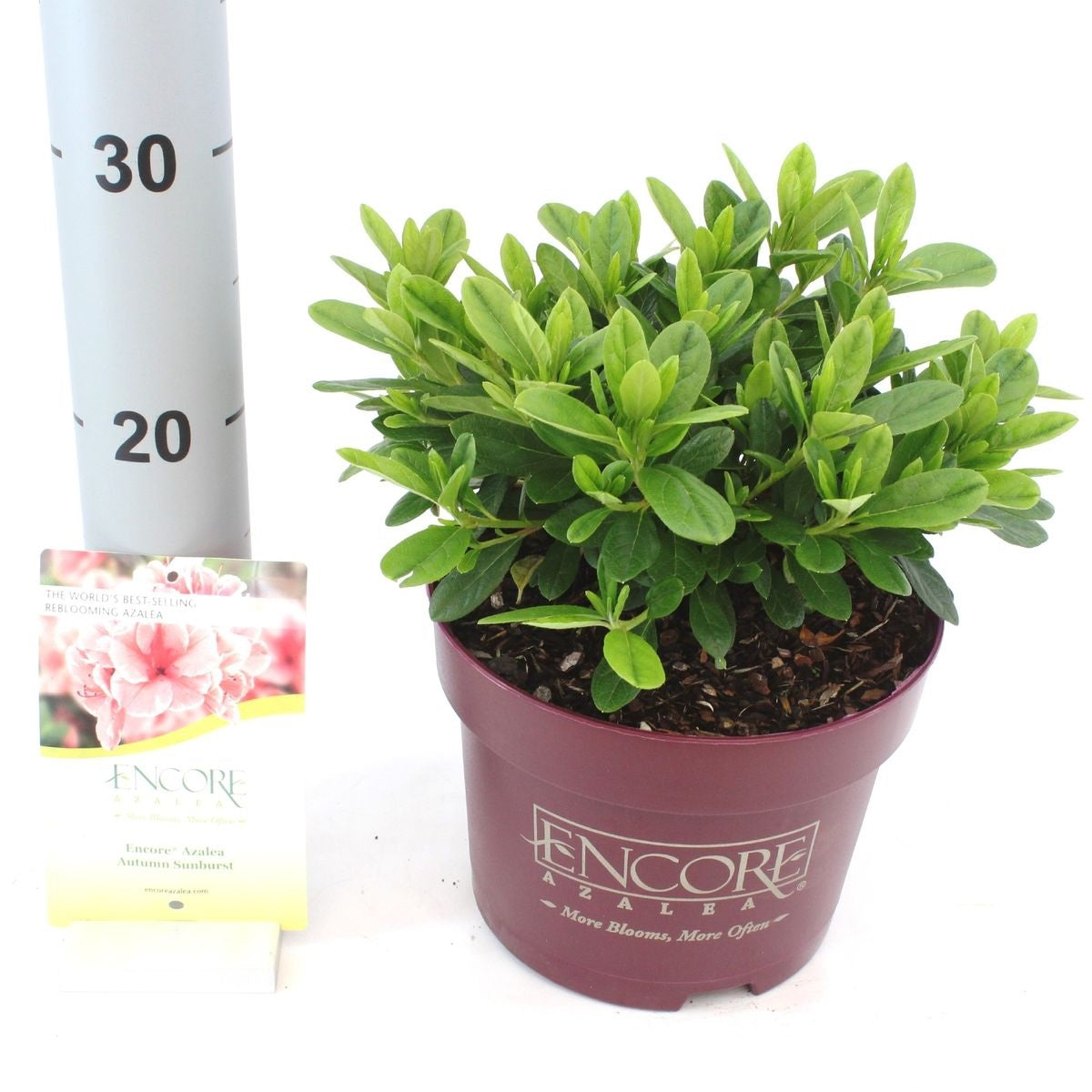 Rododendron &