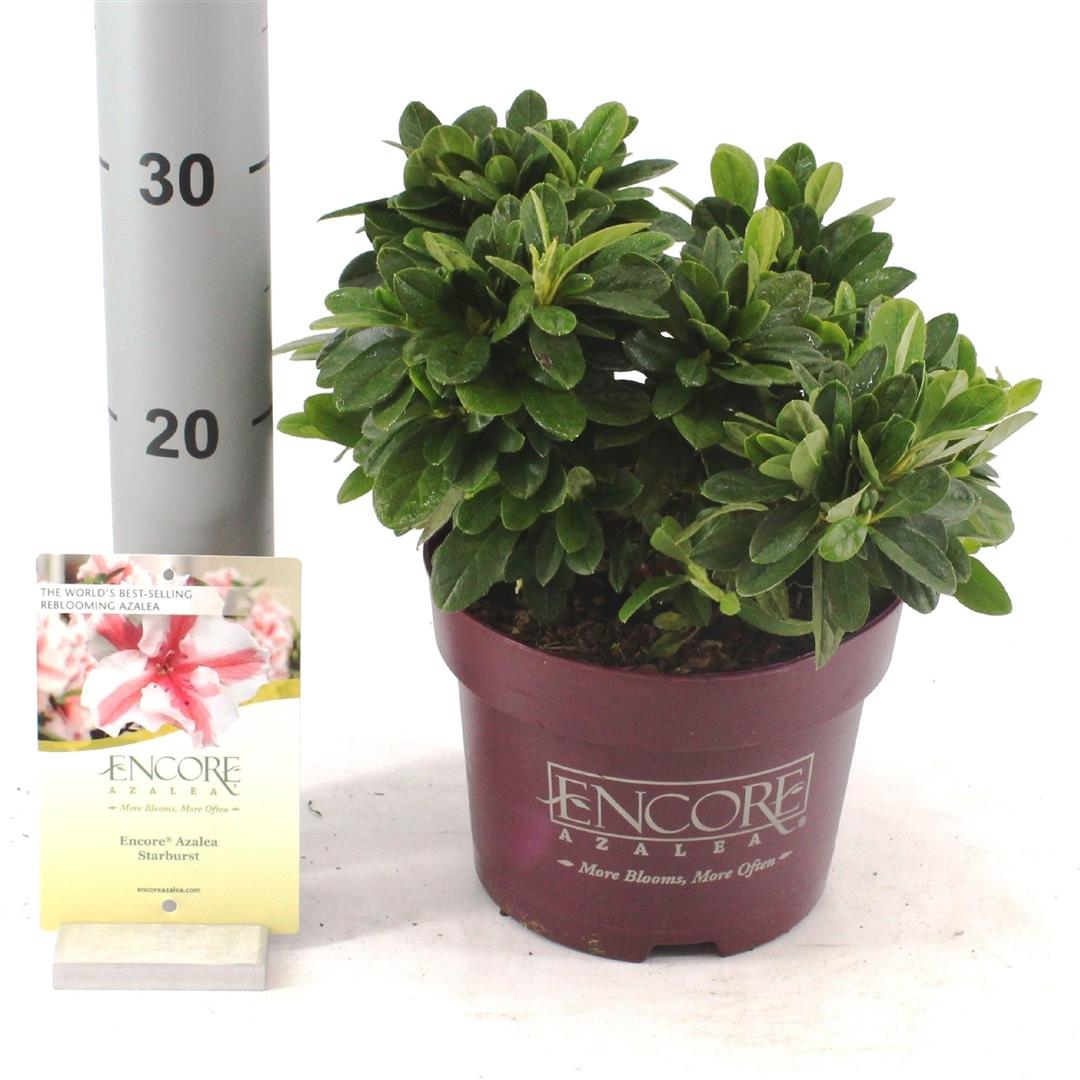 Rhododendron &