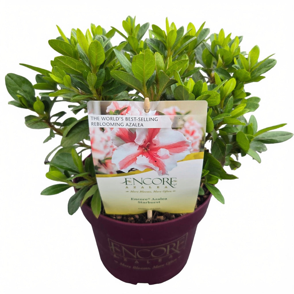 Rhododendron &