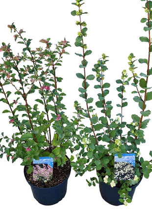 Symphoricarpos d. 'Magical'® in cultivars