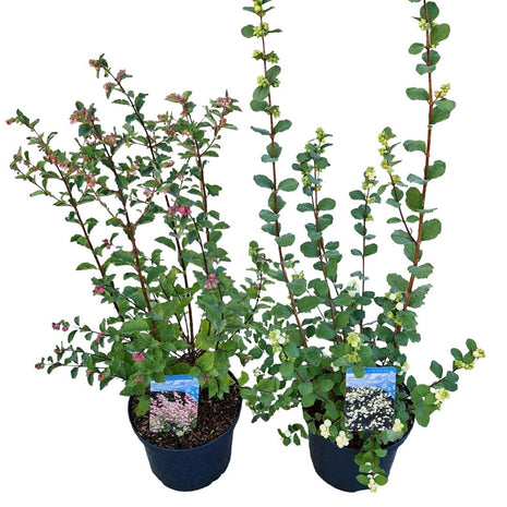 Symphoricarpos d. 'Magical'® in cultivars