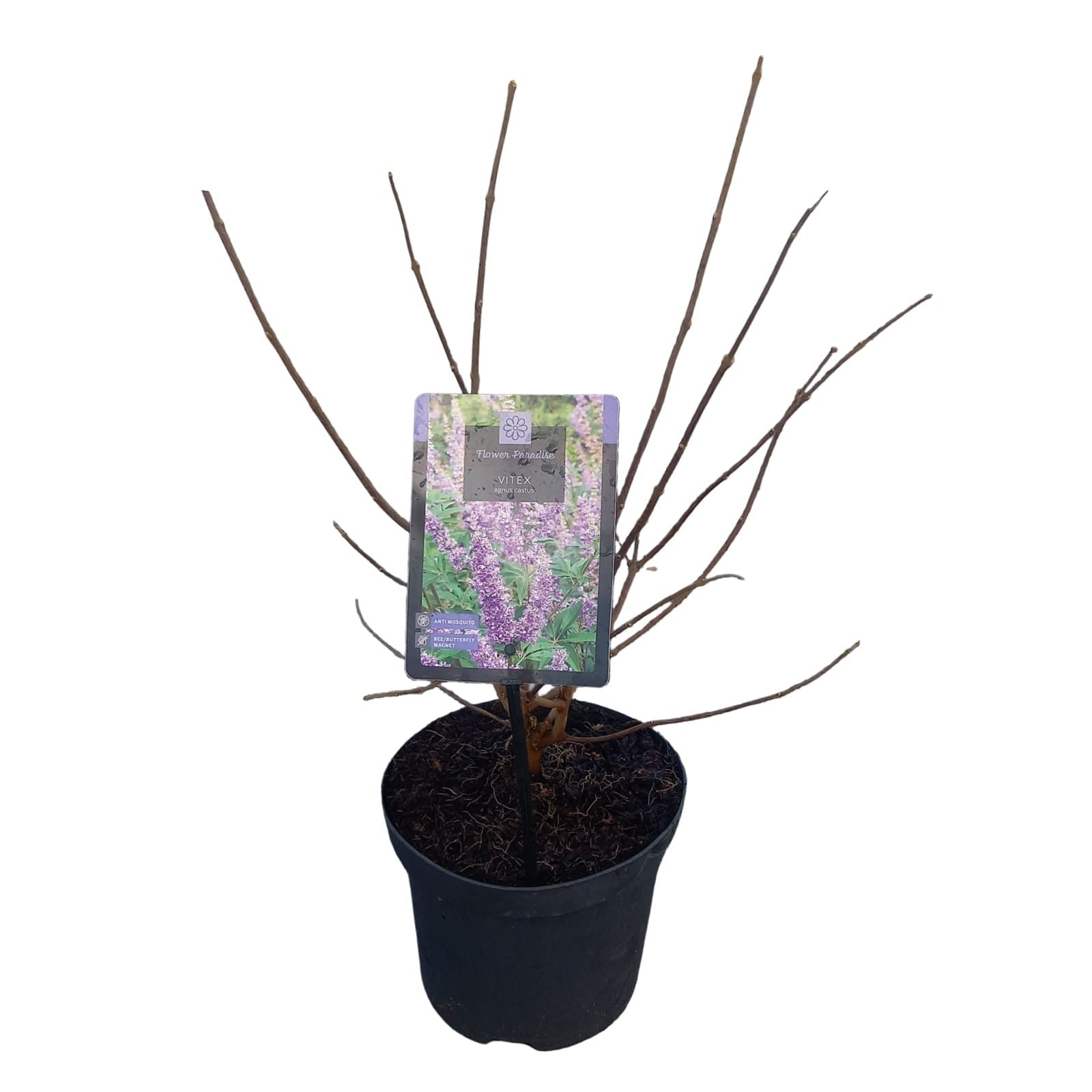 Munkpeppar agnus-castus - C3/P19 25-30 CM
