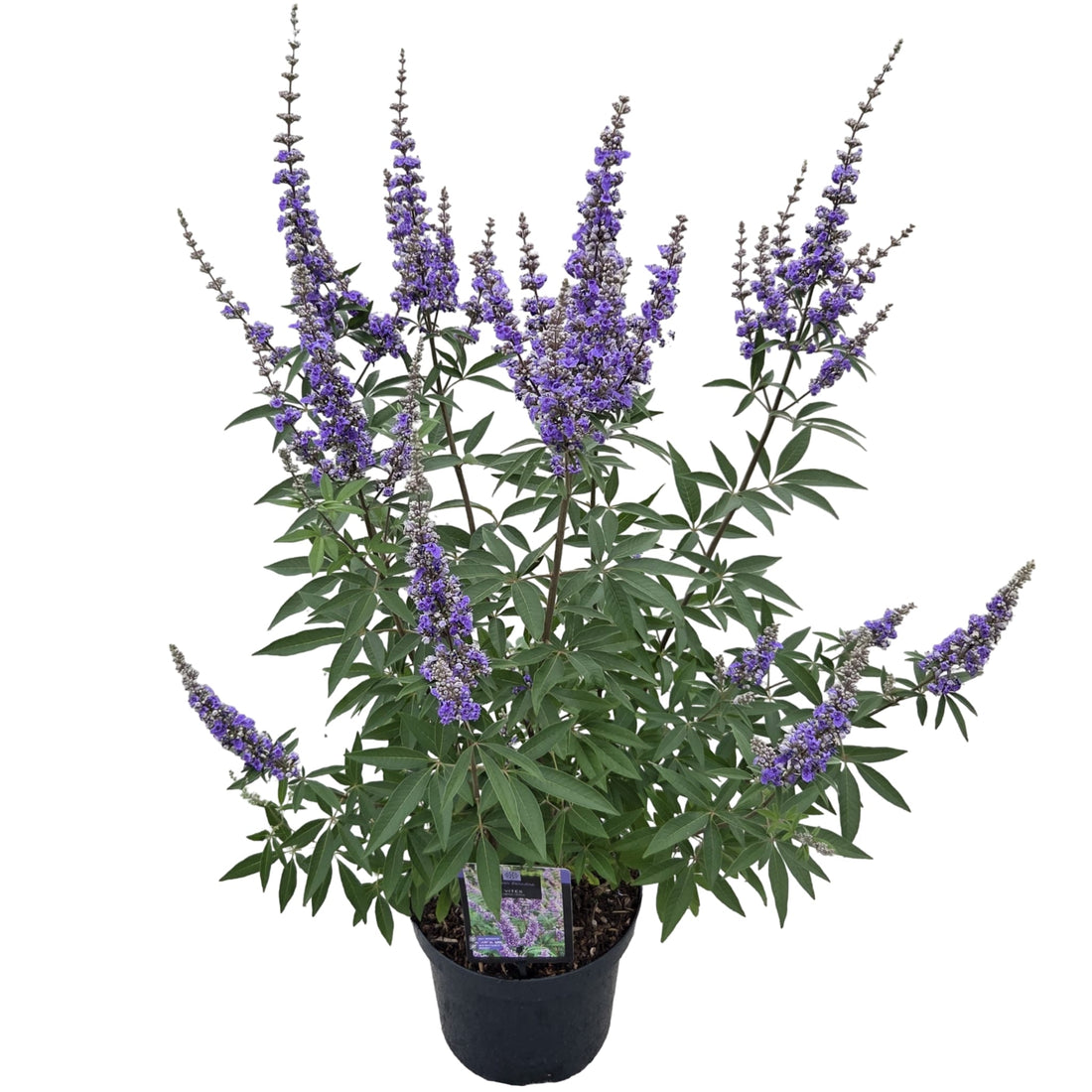 Munkpeppar agnus-castus - C7,5/P26 40-50 CM
