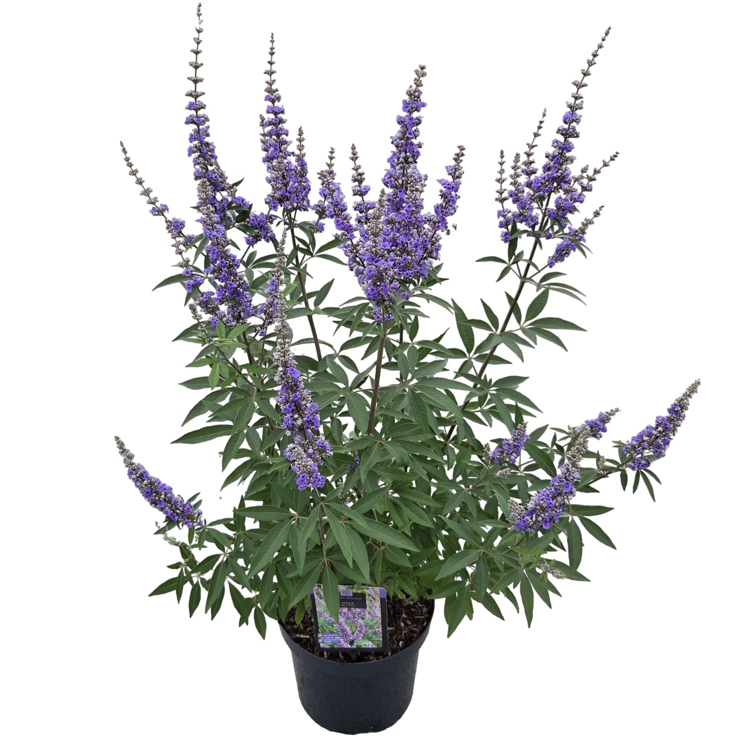 Munkpeppar agnus-castus - C7,5/P26 40-50 CM