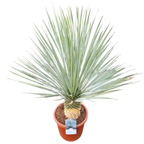 Yucca rostrata