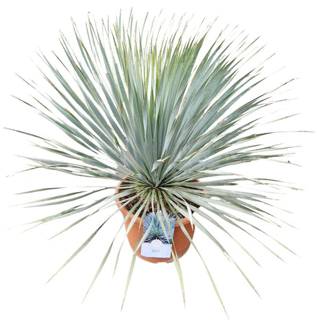 Yucca rostrata