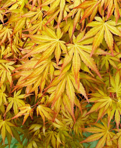 Acer kaveri. "Cascade Gold"