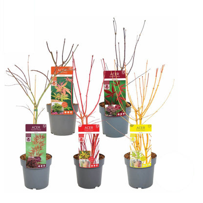 Acer palmatum i olika sorter C3 (3 liters kruka) / 19 cm kruka, 50-60 cm