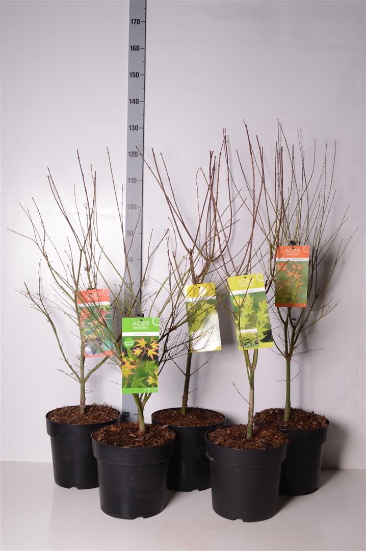 Lönn pal. in cultivars - C10 80-100 CM