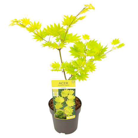 Acer shirasawanum 'Aureum'