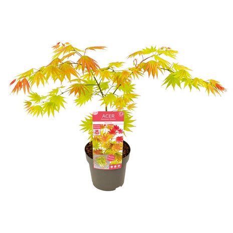 Acer shirasawanum "Moonrise"