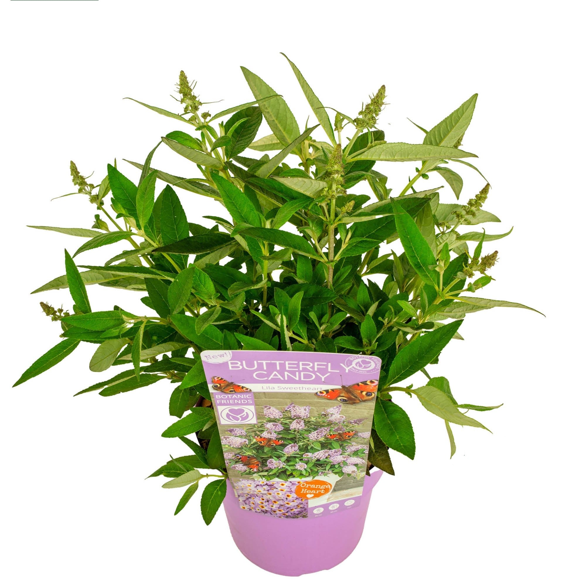 Syrenbuddleja d. &
