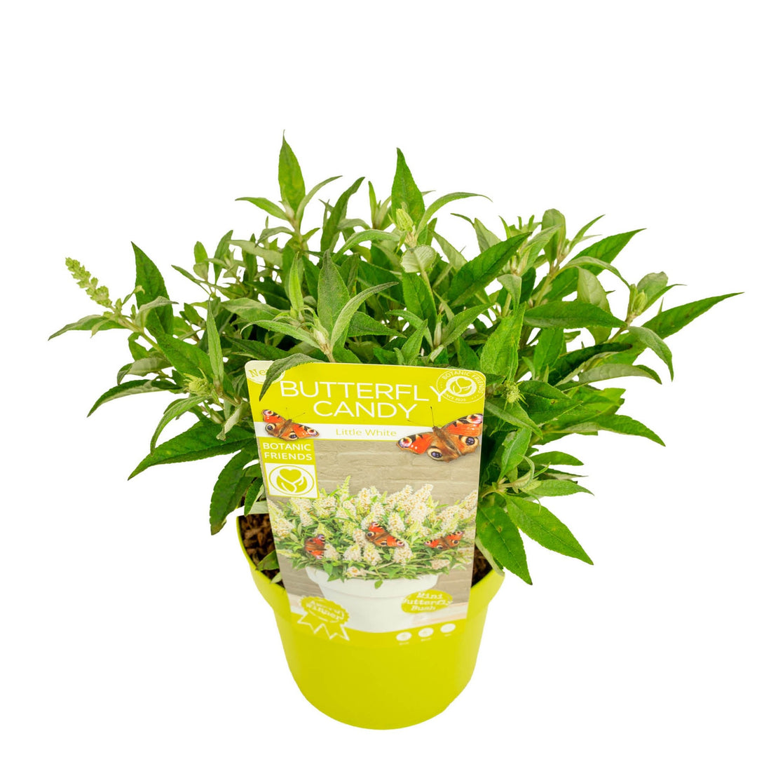 Syrenbuddleja d. &
