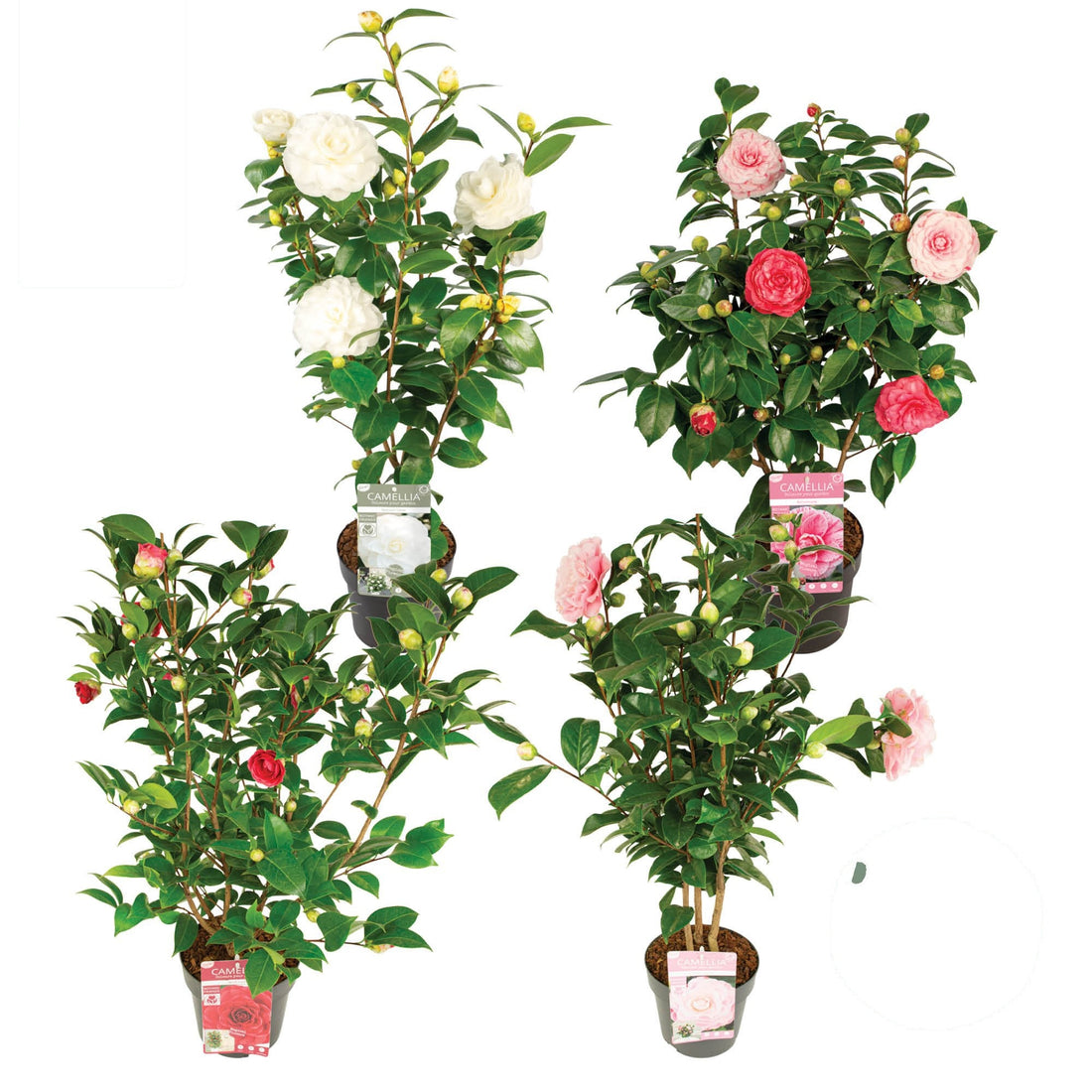 Kamelia in cultivars - C3/P19 50-60 CM