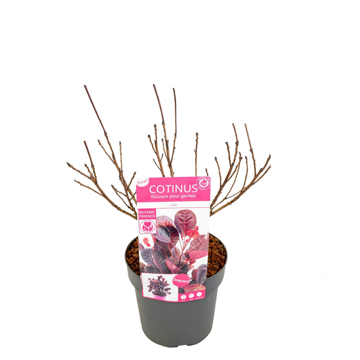 Cotinus coggygria &