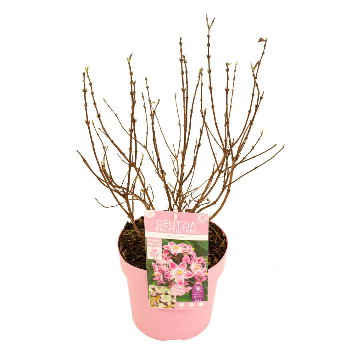 Deutzia Million Stars® &