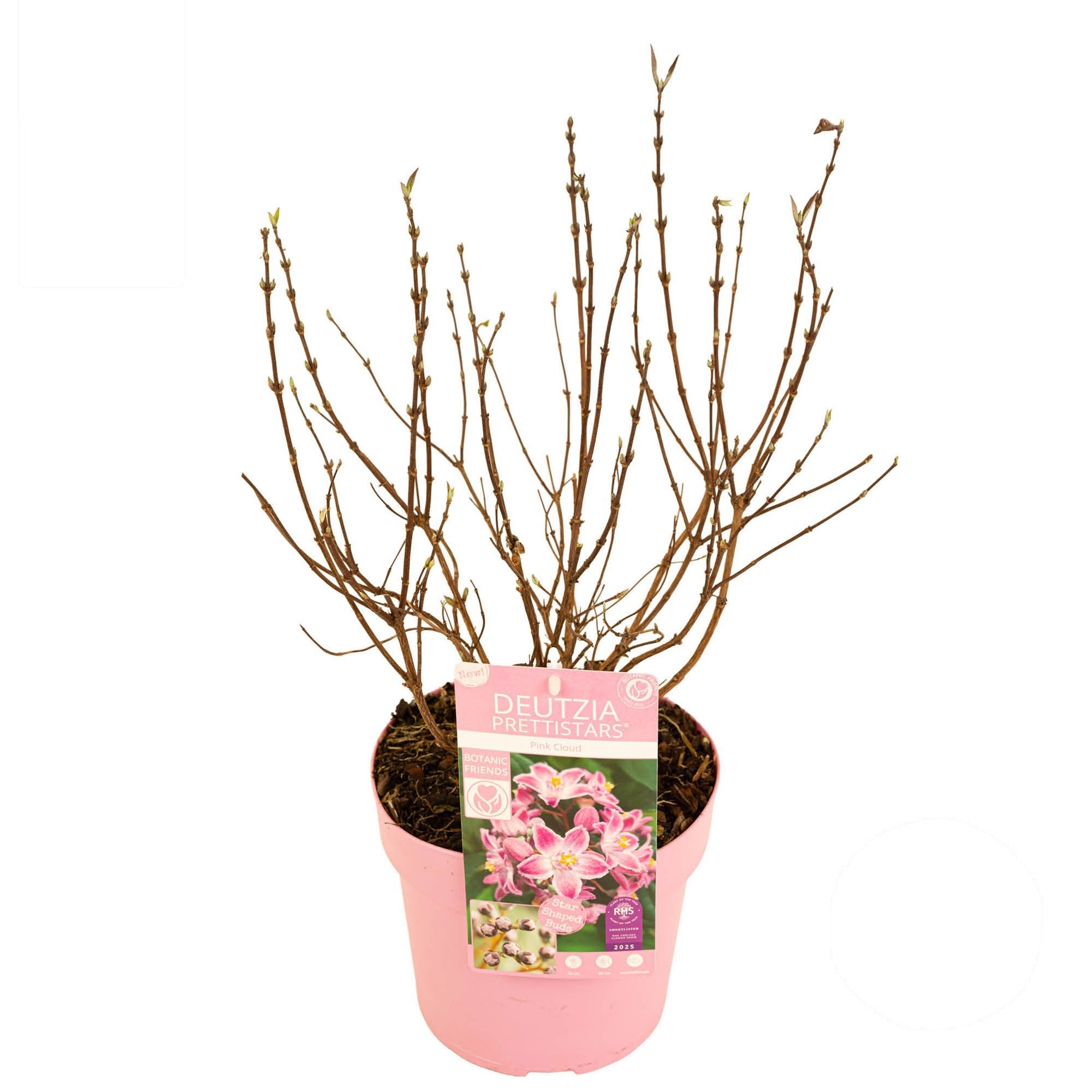 Deutzia Million Stars® &
