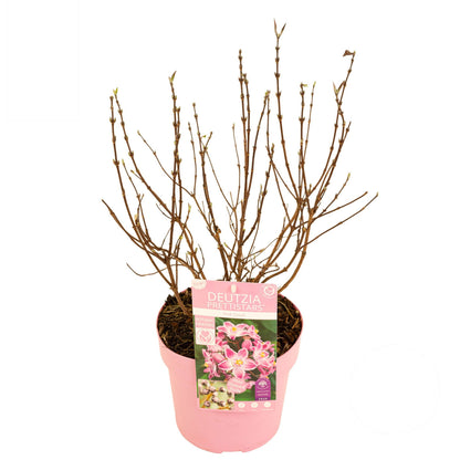 Deutzia Million Stars® &