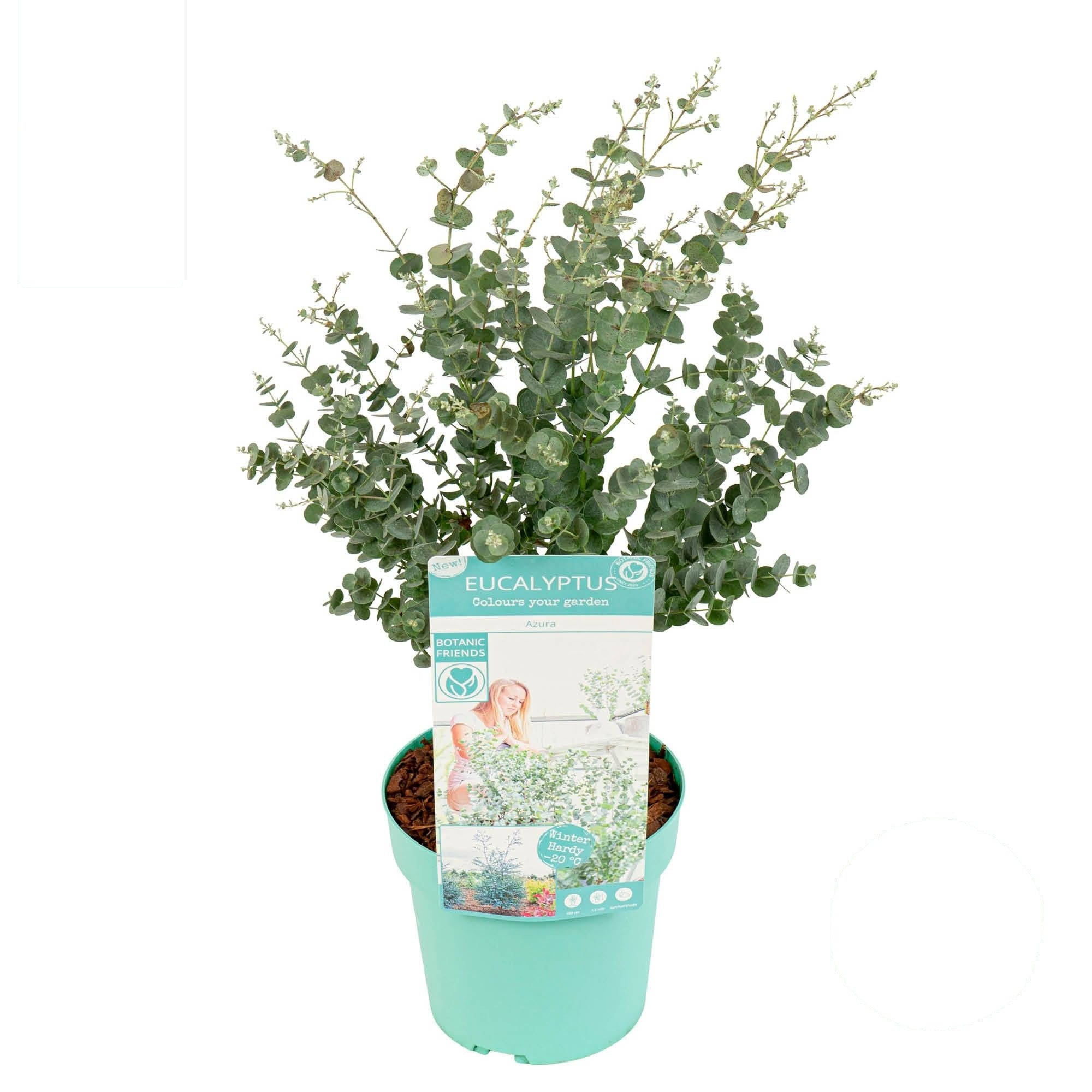 Eucalyptus gunnii &