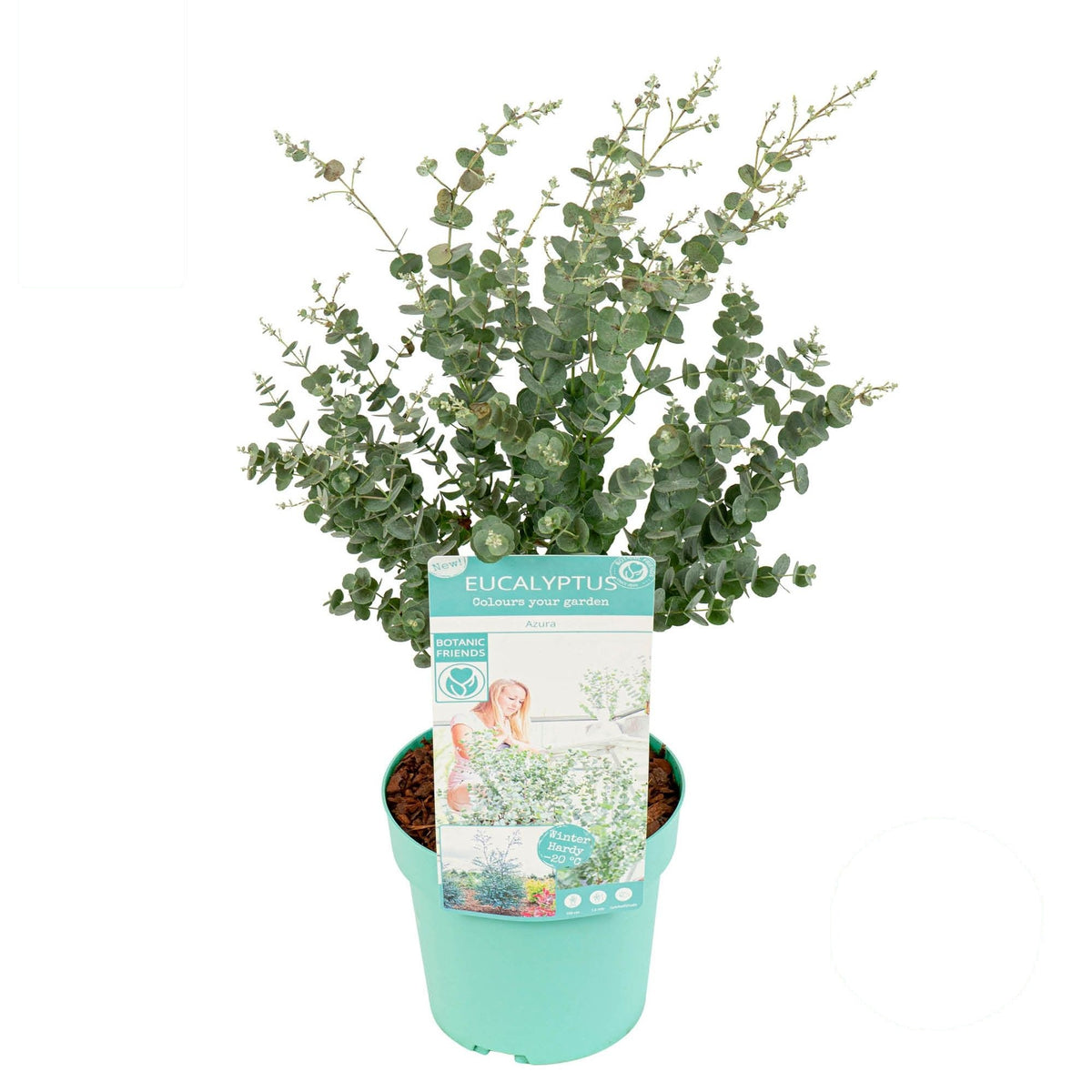 Eucalyptus gunnii &