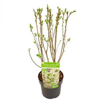 Exochorda rac. &