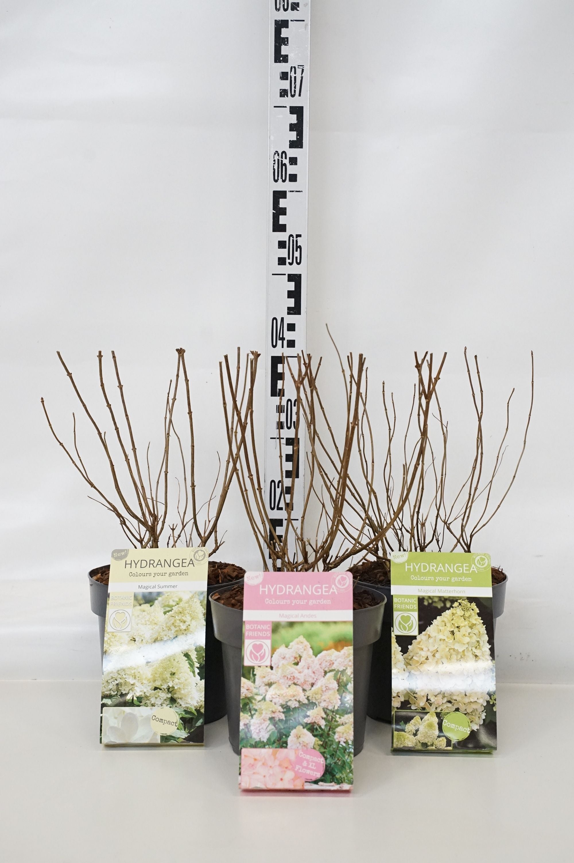 Hortensia pan. &
