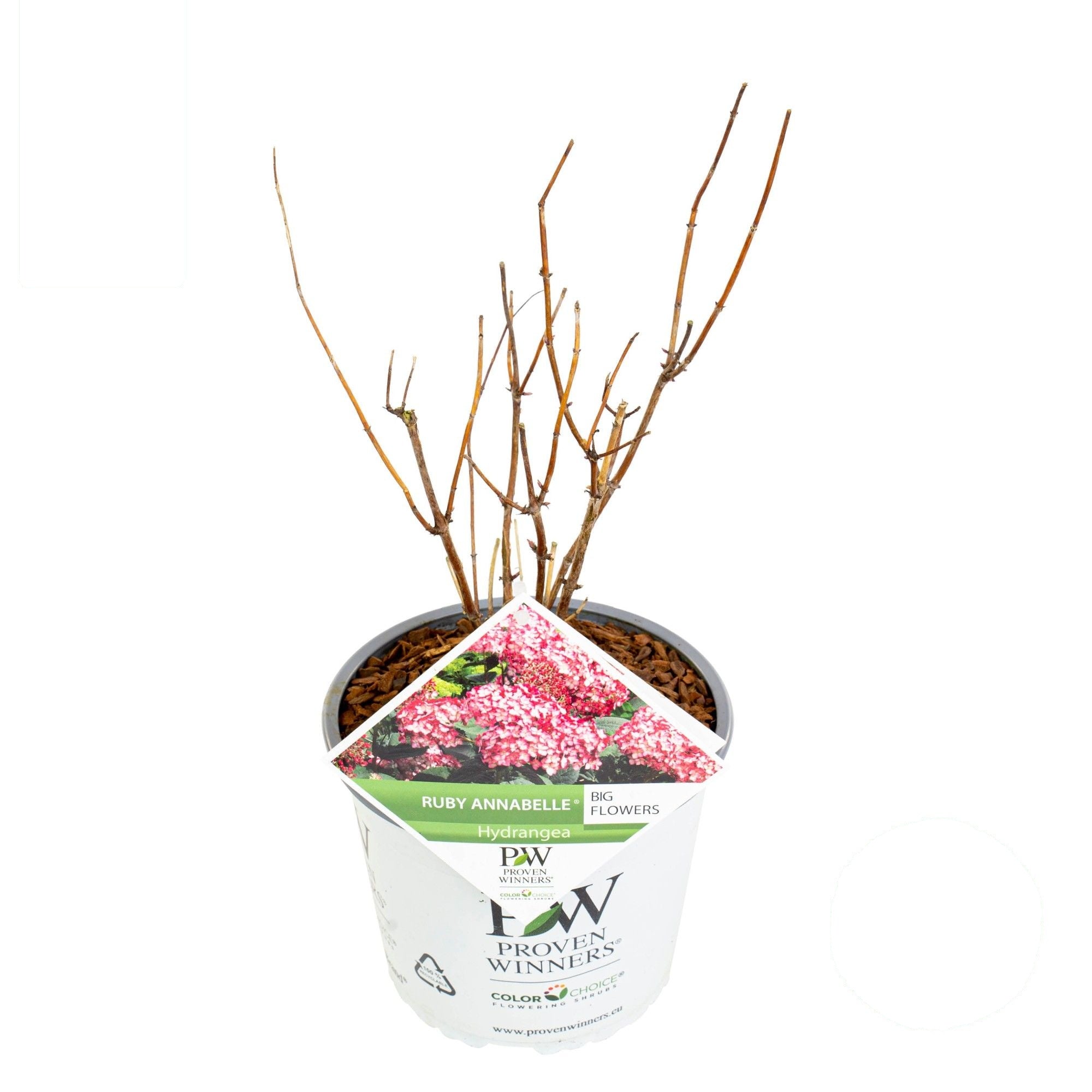 Hortensia arb. &
