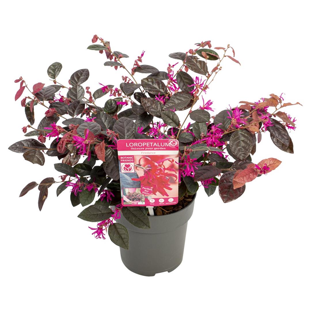 Loropetalum c. &
