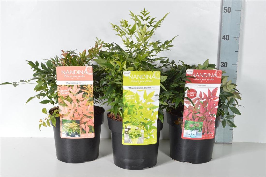 Himmelsbambu in cultivars - C3/P19 25-30 CM