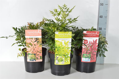 Nandina i sorter C3 (3 liters kruka) / 19 cm kruka 25-30 cm