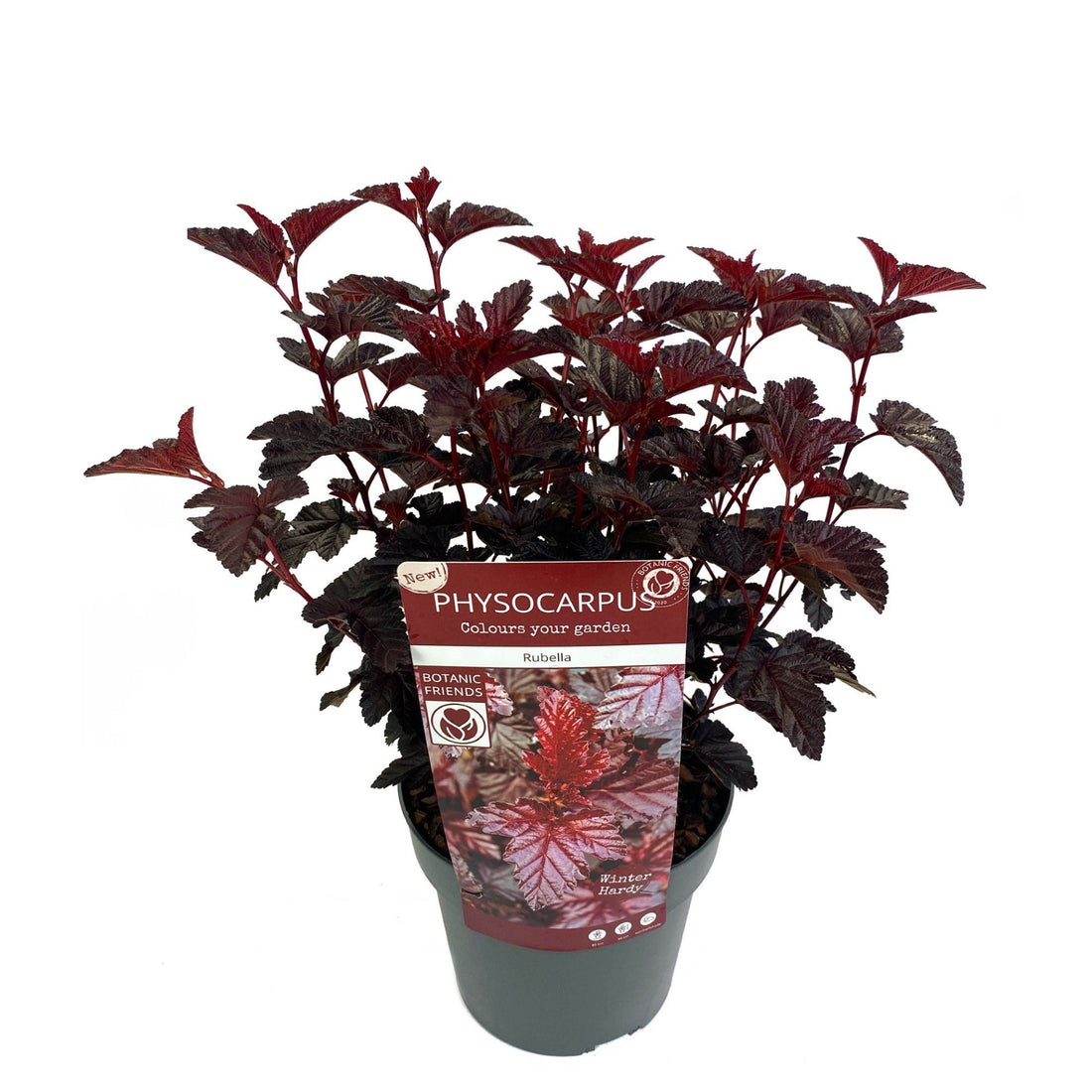 Smällspirea op. &