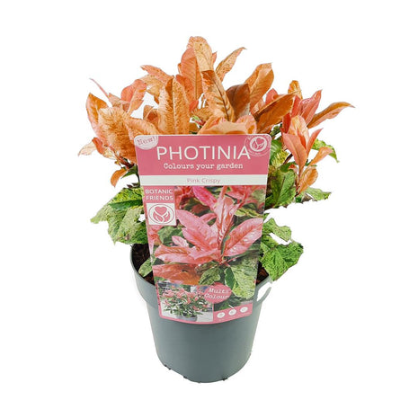 Photinia serr. 'Pink Crispy'®