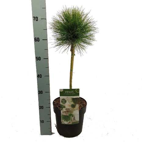 Pinus 'Summer Breeze'®