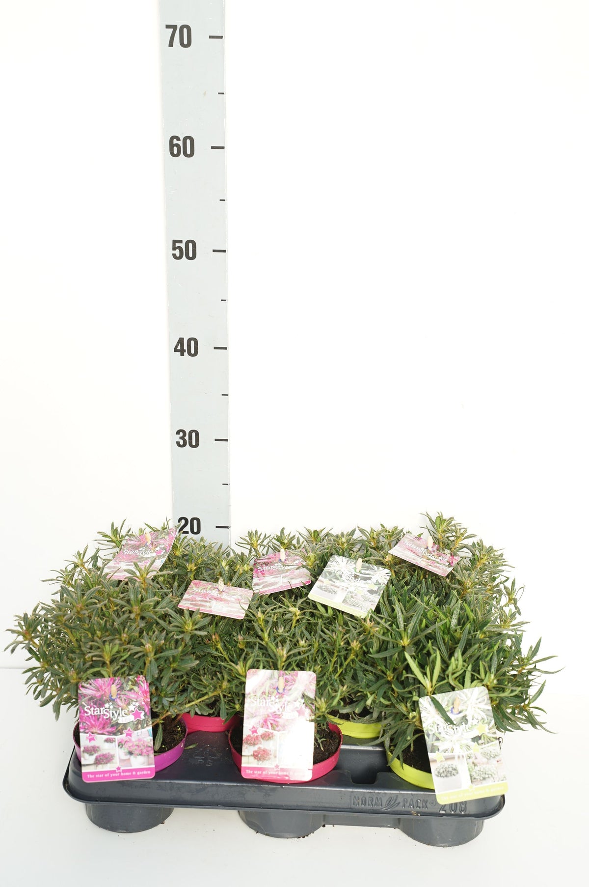 Rhododendron (AJ) &