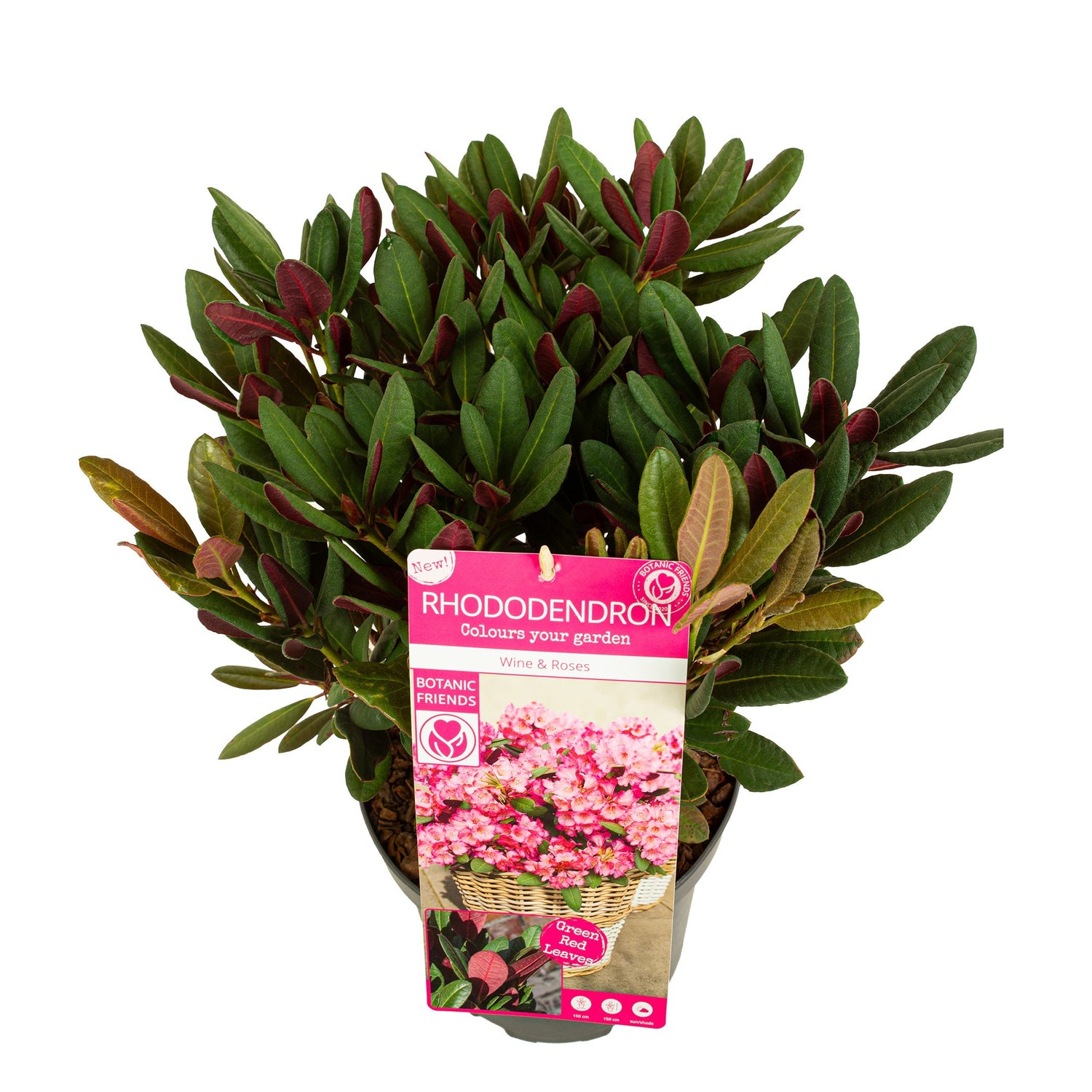 Rhododendron &