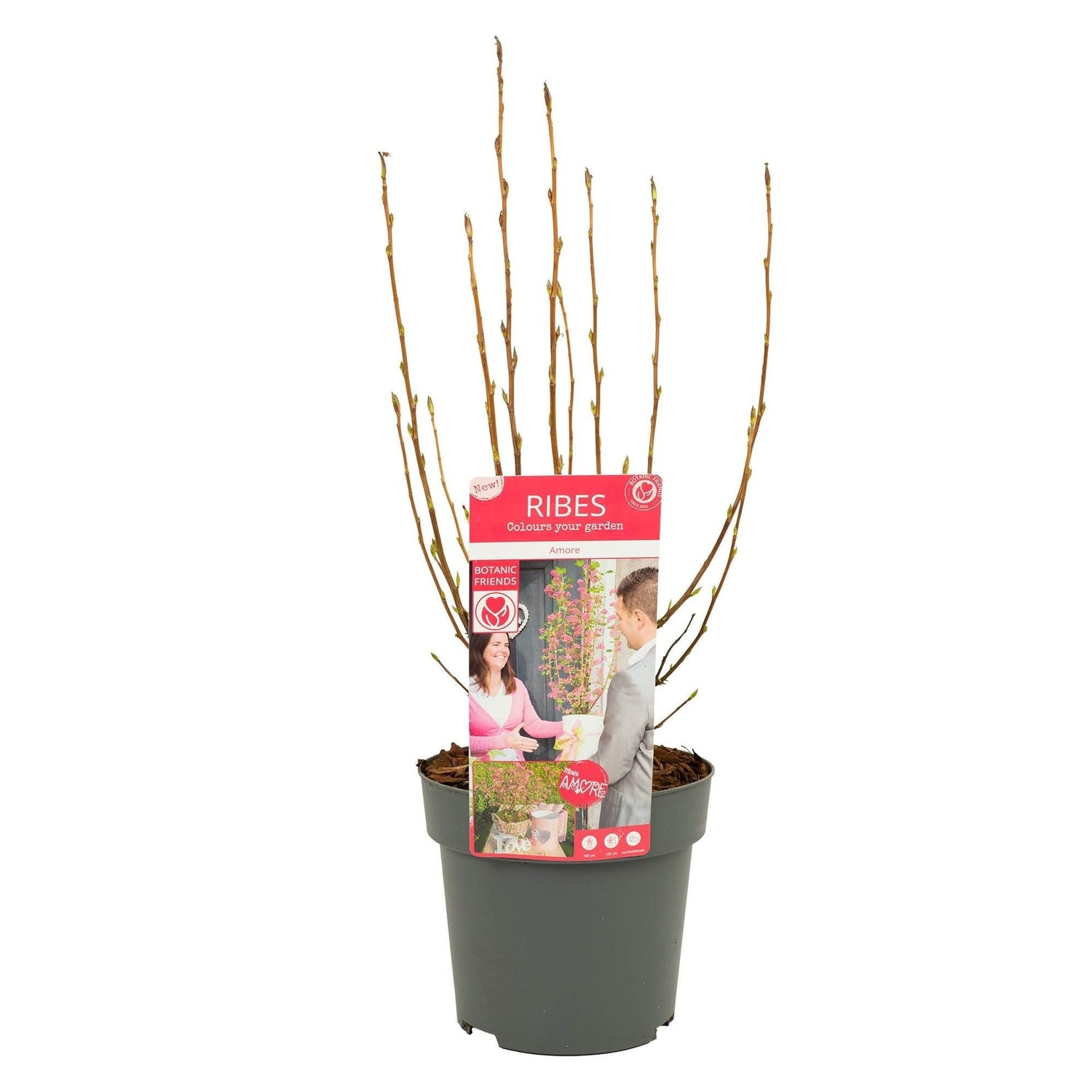 Ribes sanguineum &