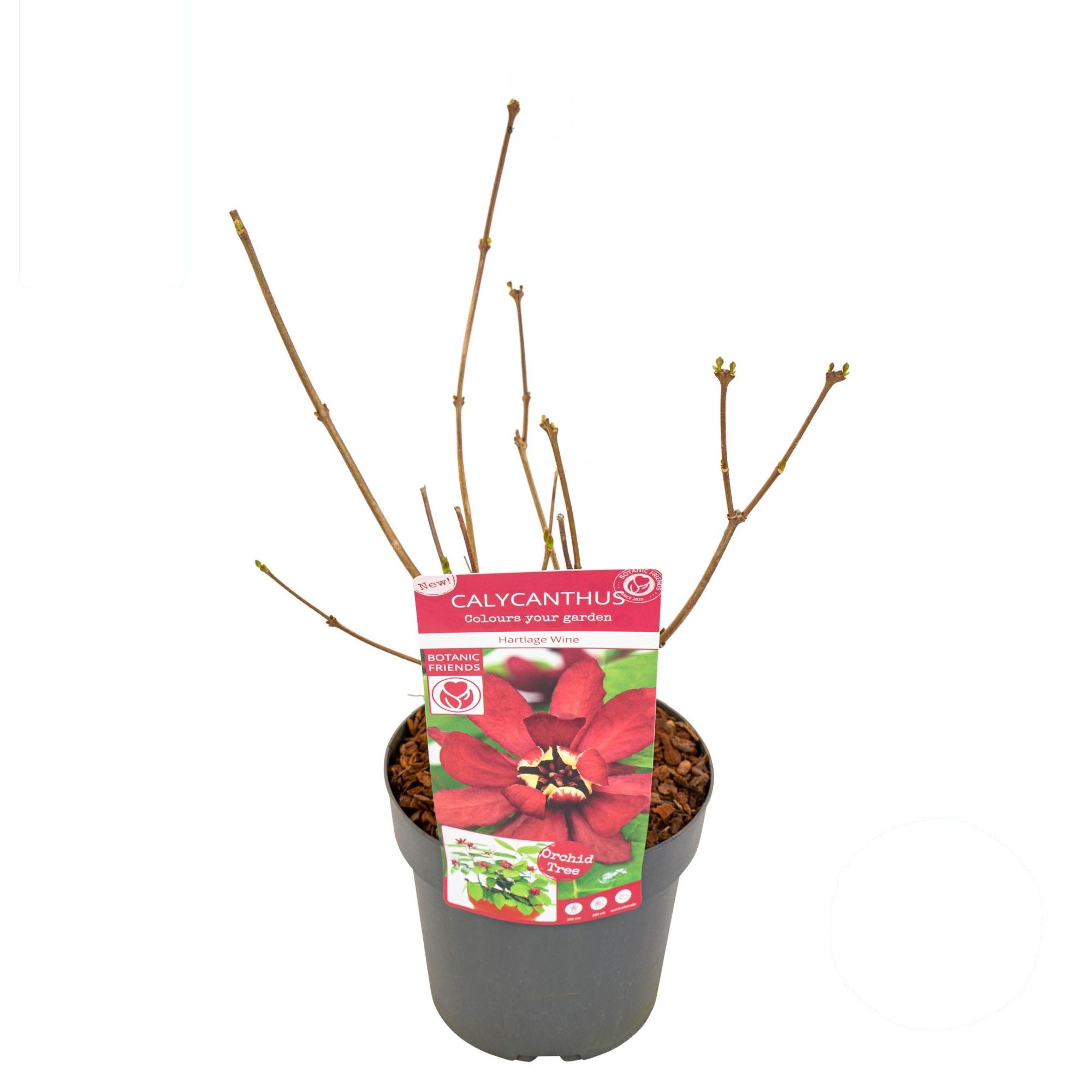 Sinocalycanthus &