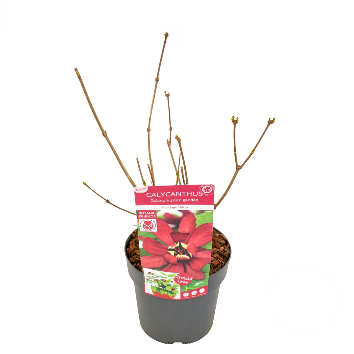 Sinocalycanthus &