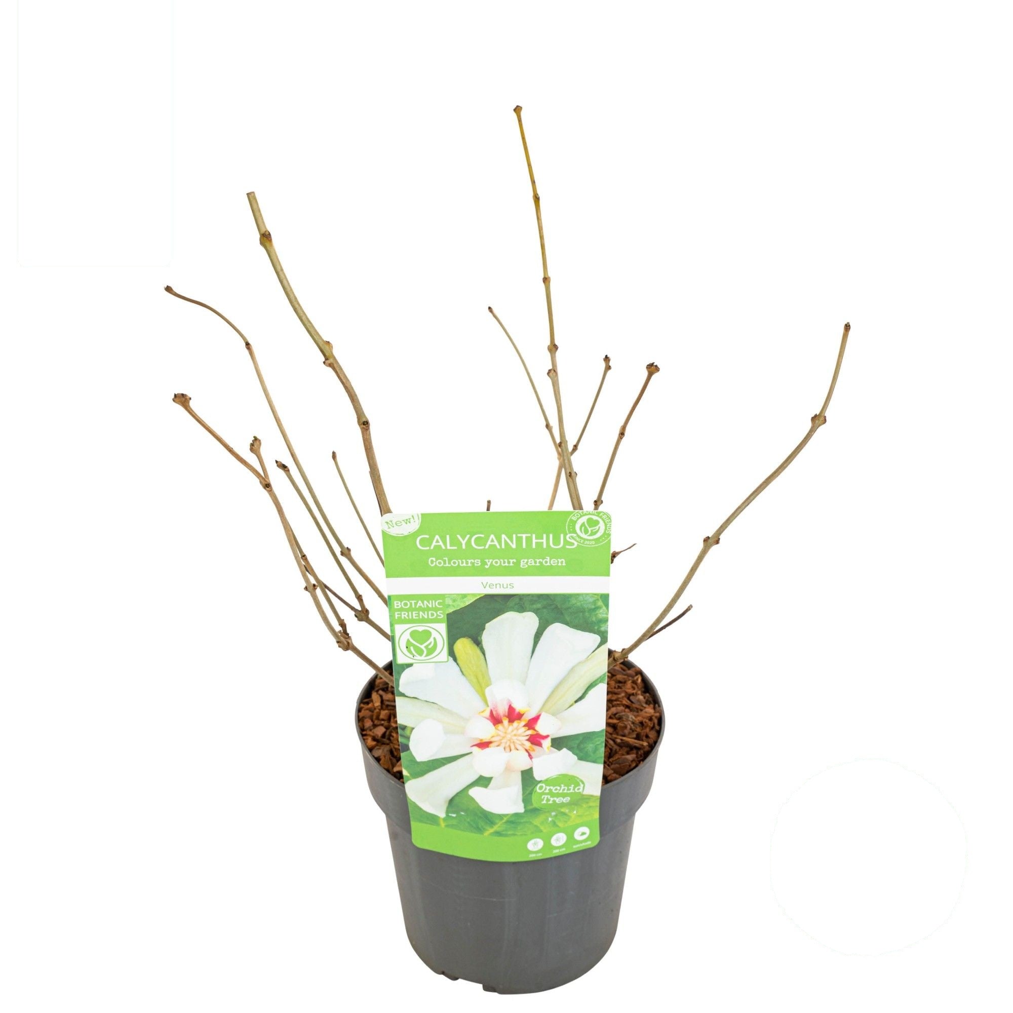 Sinocalycanthus &