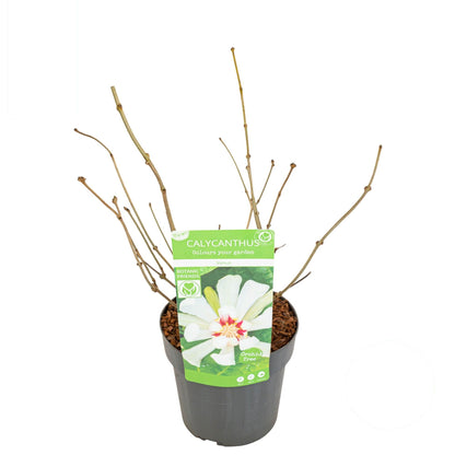 Sinocalycanthus &