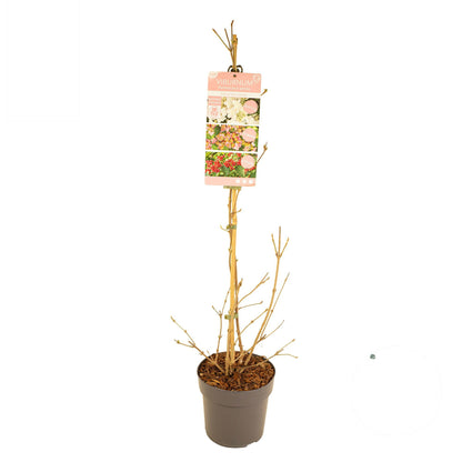 Viburnum pl. &
