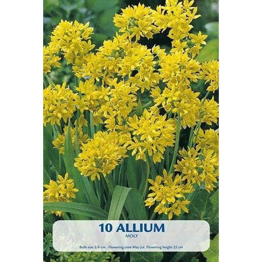 Allium Moly 10-pack