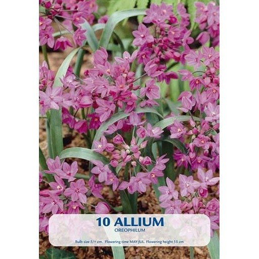 Allium Oreophilum 10-pack